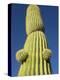 Saguaro Cactus in Tinajas Altas Mountains-Kevin Schafer-Premier Image Canvas