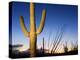 Saguaro Cactus in Tucson Mountain Park, Tucson, Arizona, United States of America, North America-Richard Cummins-Premier Image Canvas