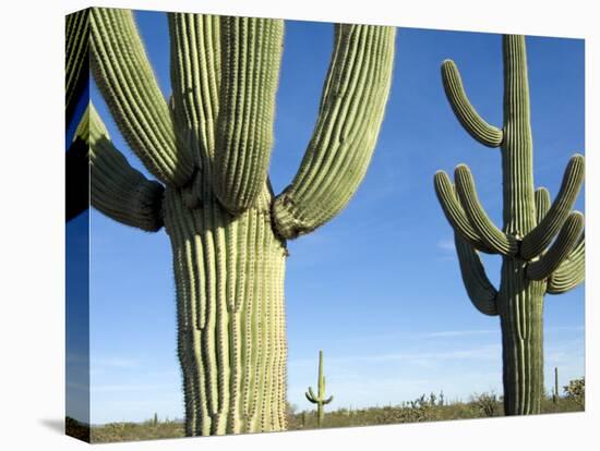 Saguaro Cactus, Organ Pipe Cactus National Monument, Arizona, USA-Philippe Clement-Premier Image Canvas