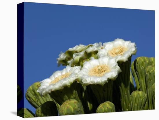 Saguaro Cactus, Saguaro National Park, Tucson, Arizona, USA-Peter Hawkins-Premier Image Canvas