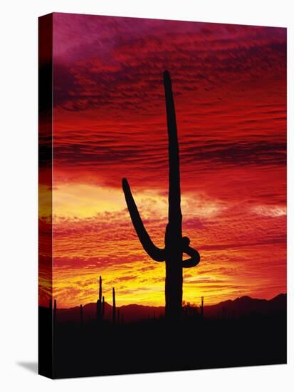 Saguaro Cactus Silhouetted at Sunset-James Randklev-Premier Image Canvas