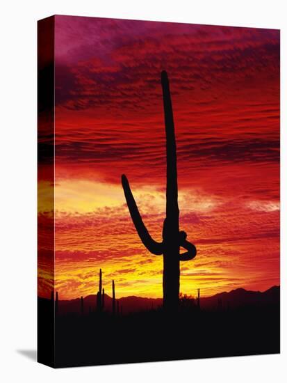 Saguaro Cactus Silhouetted at Sunset-James Randklev-Premier Image Canvas