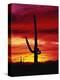 Saguaro Cactus Silhouetted at Sunset-James Randklev-Premier Image Canvas