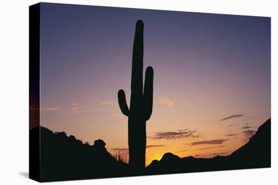 Saguaro Cactus-DLILLC-Premier Image Canvas