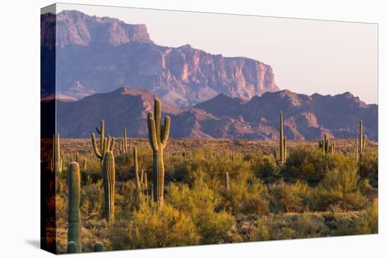 Saguaro Cactus-wollertz-Premier Image Canvas