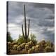 Saguaro Centurion (color)-Barry Hart-Stretched Canvas