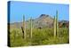 Saguaro Forest and the Ajo Mountains, Organ Pipe Cactus Nm, Arizona-Richard Wright-Premier Image Canvas
