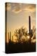 Saguaro Forest at Sunset, Saguaro National Park, Arizona, USA-Jamie & Judy Wild-Premier Image Canvas