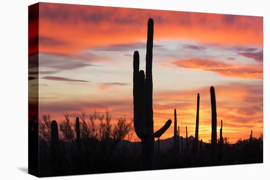 Saguaro Forest at Sunset, Saguaro National Park, Arizona, USA-Jamie & Judy Wild-Premier Image Canvas