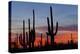 Saguaro Forest, Sonoran Desert, Saguaro National Park, Arizona, USA-null-Premier Image Canvas