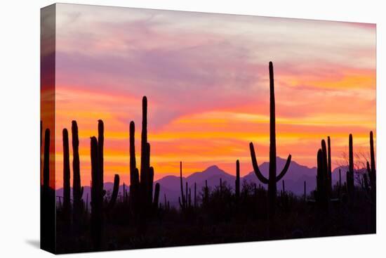 Saguaro Forest, Sonoran Desert, Saguaro National Park, Arizona, USA-null-Premier Image Canvas