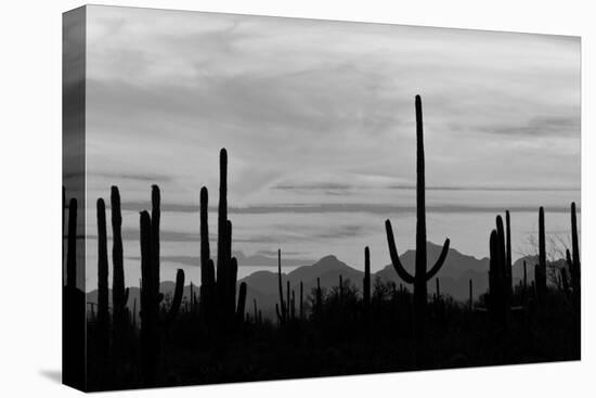 Saguaro Forest, Sonoran Desert, Saguaro National Park, Arizona, USA-null-Premier Image Canvas