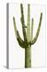 Saguaro I-Mia Jensen-Stretched Canvas