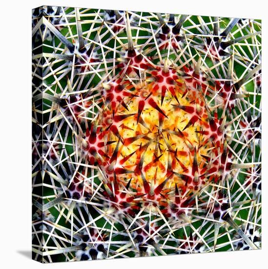 Saguaro Mandala II-Douglas Taylor-Premier Image Canvas