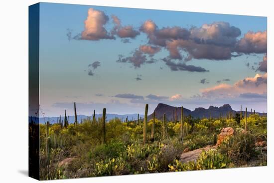 Saguaro National Park, Arizona-Ian Shive-Premier Image Canvas