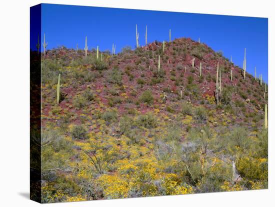 Saguaro National Park, Brittlebush Blooms Beneath Saguaro Cacti in Red Hills Area-John Barger-Premier Image Canvas