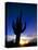 Saguaro National Park, Cactus, Sunset, Arizona, USA-Steve Vidler-Premier Image Canvas