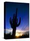 Saguaro National Park, Cactus, Sunset, Arizona, USA-Steve Vidler-Premier Image Canvas