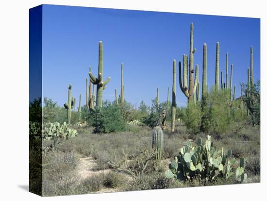 Saguaro Organ Pipe Cactus and Prickly Pear Cactus, Saguaro National Monument, Tucson, Arizona, USA-Anthony Waltham-Premier Image Canvas