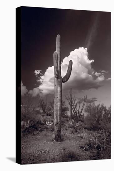 Saguaro Sunset Arizona BW-Steve Gadomski-Premier Image Canvas