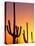 Saguaro Sunset, Saguaro National Park, Arizona, USA-Rob Tilley-Premier Image Canvas