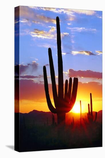 Saguaro Sunset-Douglas Taylor-Premier Image Canvas