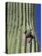 Saguaro with Gila Woodpecker, Tucson Botanical Gardens, Tucson, Arizona, USA-Jamie & Judy Wild-Premier Image Canvas