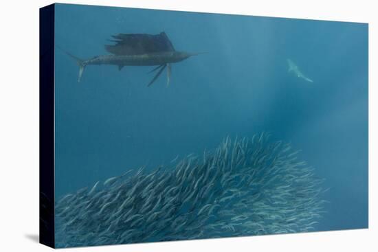 Sailfish and Bronze Whaler Shark Feeding, Eastern Cape, South Africa-Pete Oxford-Premier Image Canvas