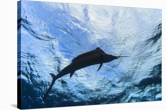 Sailfish feeding on Brazilian Sardines about 10 miles offshore from Isla Mujeres, Yucatan Peninsula-Stuart Westmorland-Premier Image Canvas