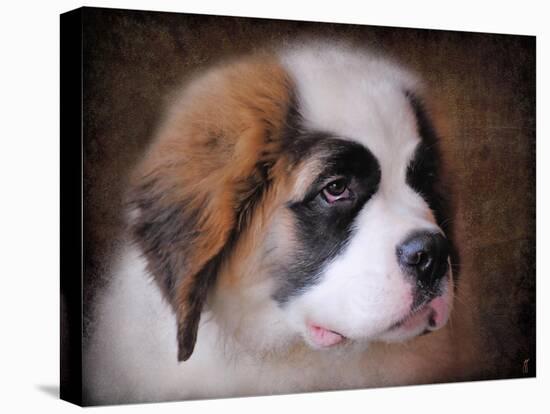 Saint Bernard Puppy Portrait-Jai Johnson-Premier Image Canvas
