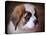 Saint Bernard Puppy Portrait-Jai Johnson-Premier Image Canvas