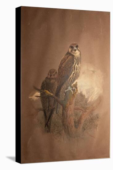 Saker Falcon (Falco Sacer), 1856-67-Joseph Wolf-Premier Image Canvas