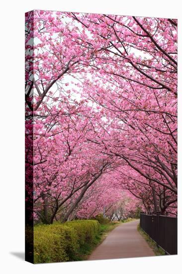 Sakura Path-tamikosan-Premier Image Canvas