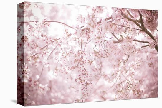 Sakura Season Cherry Blossom -null-Stretched Canvas