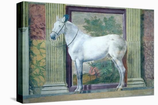 Sala Dei Cavalli, Detail Showing Portrait of a Grey Horse from the Stables of Ludovico Gonzaga III-Giulio Romano-Premier Image Canvas