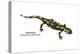 Salamander (Salamandra Salamandra), Amphibians-Encyclopaedia Britannica-Stretched Canvas