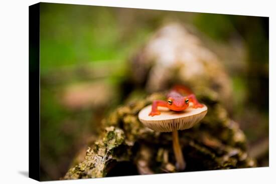 Salamander, Sequoia National Park, California, United States of America, North America-Laura Grier-Premier Image Canvas