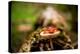 Salamander, Sequoia National Park, California, United States of America, North America-Laura Grier-Premier Image Canvas