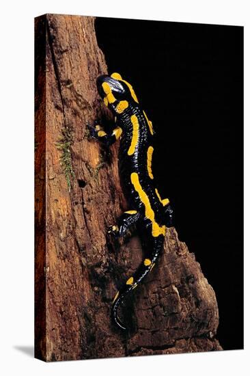 Salamandra Salamandra Terrestris (Fire Salamander)-Paul Starosta-Premier Image Canvas