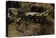 Salamandra Salamandra Terrestris (Fire Salamander)-Paul Starosta-Premier Image Canvas