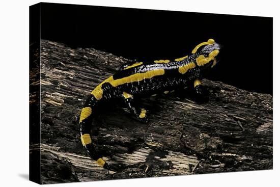 Salamandra Salamandra Terrestris (Fire Salamander)-Paul Starosta-Premier Image Canvas