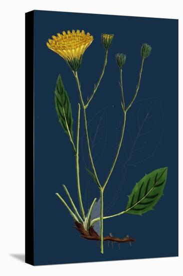 Salicornia Radicans; Creeping Marsh-Samphire-null-Premier Image Canvas