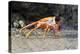 Sally Lightfoot Crab on Floreana Island, Galapagos Islands-Diane Johnson-Premier Image Canvas