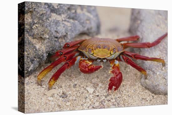 Sally Lightfoot Crab-DLILLC-Premier Image Canvas