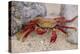 Sally Lightfoot Crab-DLILLC-Premier Image Canvas