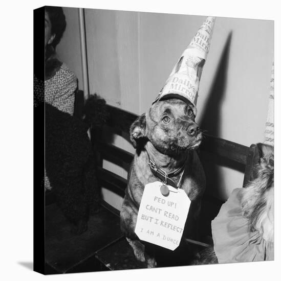 Sally the Dog at Annual Dogs Christmas Party in Bristol, 1958-Maurice Tibbles-Premier Image Canvas