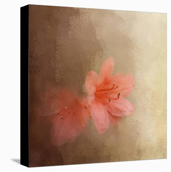 Salmon Azaleas-Jai Johnson-Premier Image Canvas