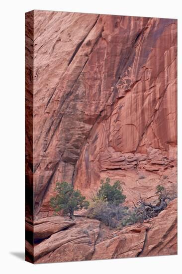 Salmon-Coloured Sandstone Wall with Evergreens-James Hager-Premier Image Canvas