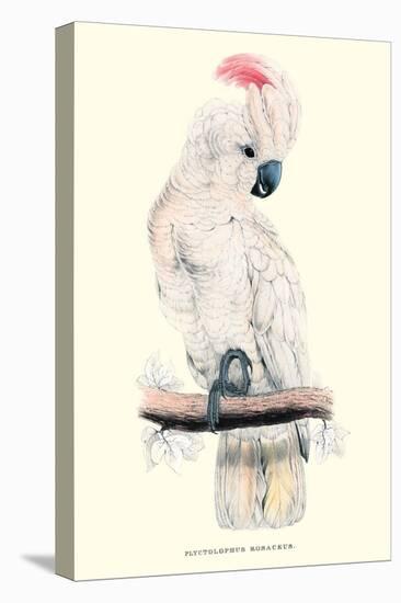 Salmon-Crested Cockatoo - Cacatua Moluccensis-Edward Lear-Stretched Canvas