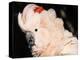 Salmon Crested Cockatoo (Moluccan Cockatoo)-Lynn M. Stone-Premier Image Canvas